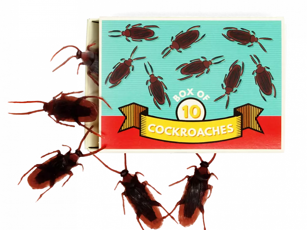 Rex London Box of Cockroaches