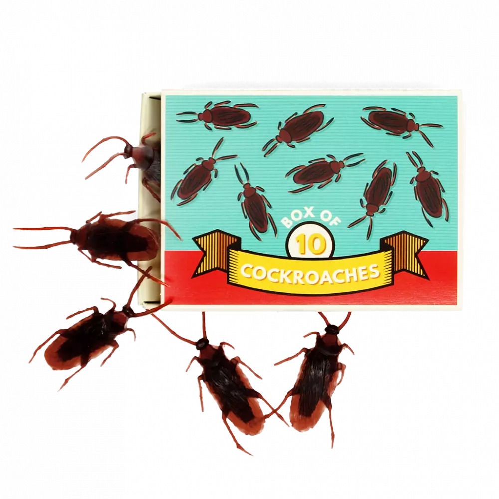 Rex London Box of Cockroaches