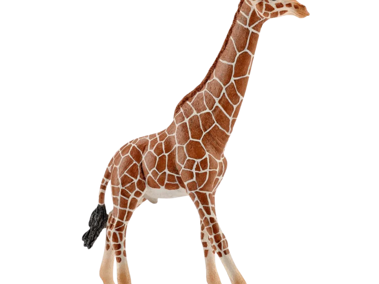 Schleich Giraffe, Male