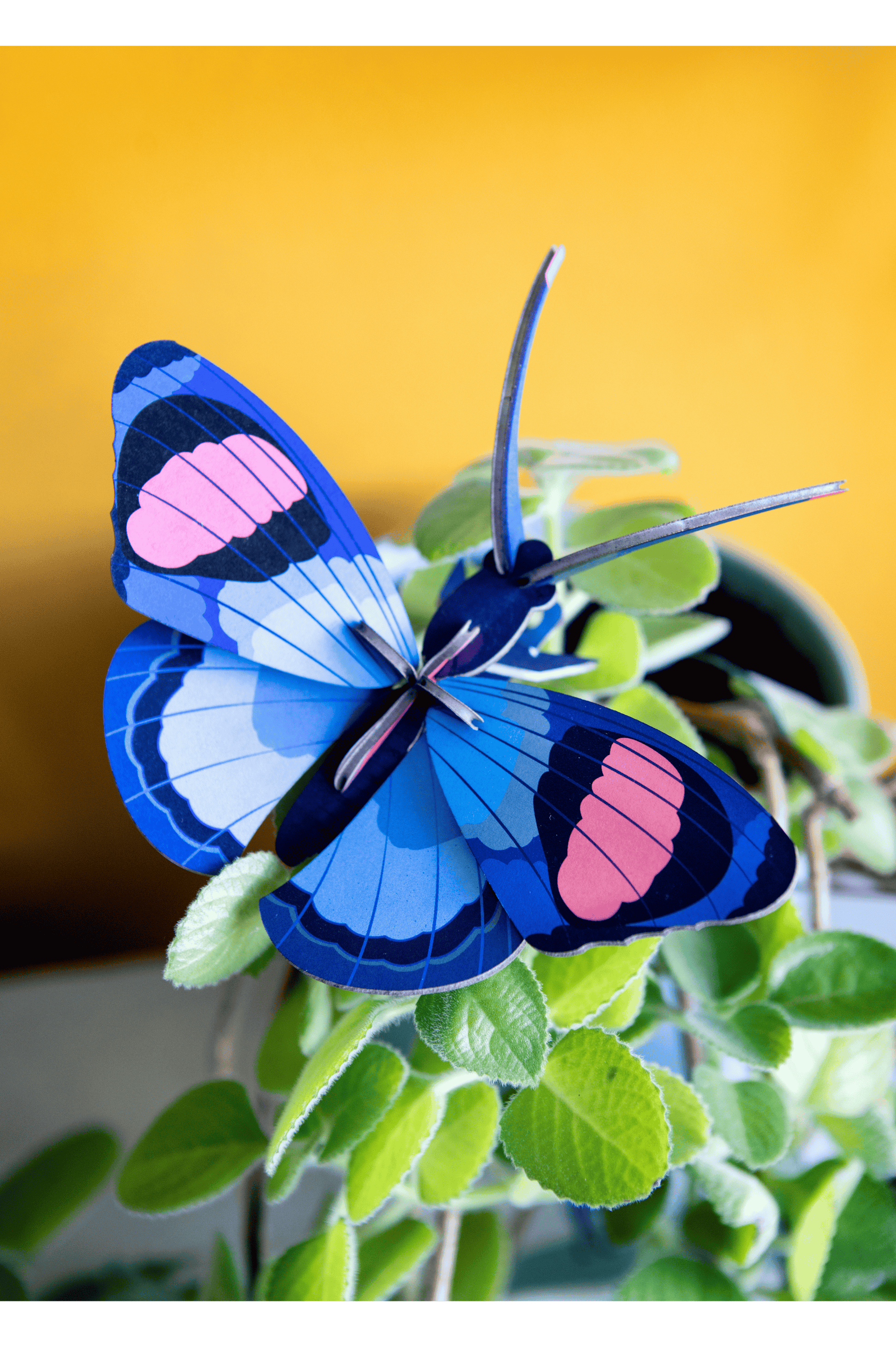 Studio Roof Peacock Butterfly